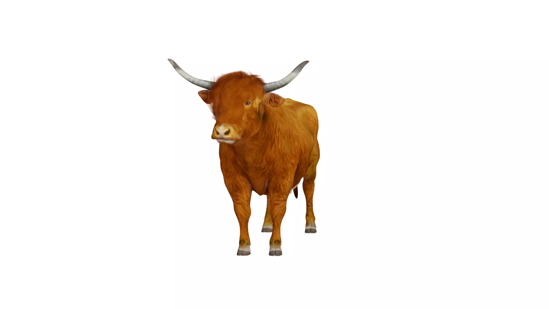 Highland Cattle Low-poly 3D model_4