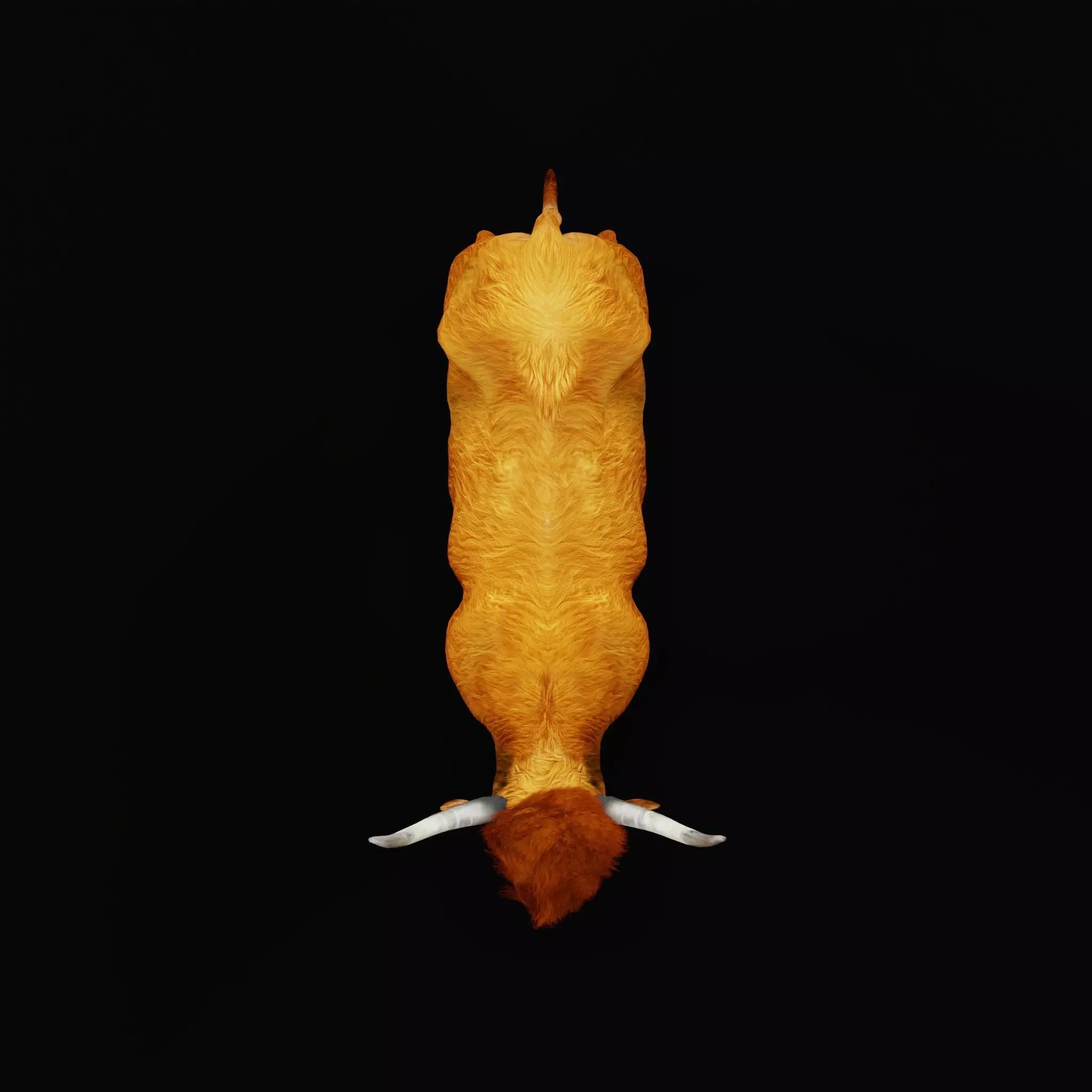 Highland Cattle Low-poly 3D model_16