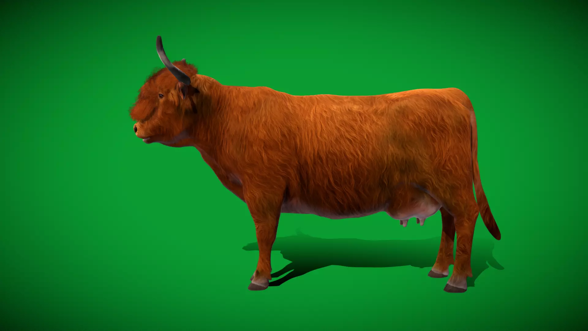 Highland Cattle Low-poly 3D model_48