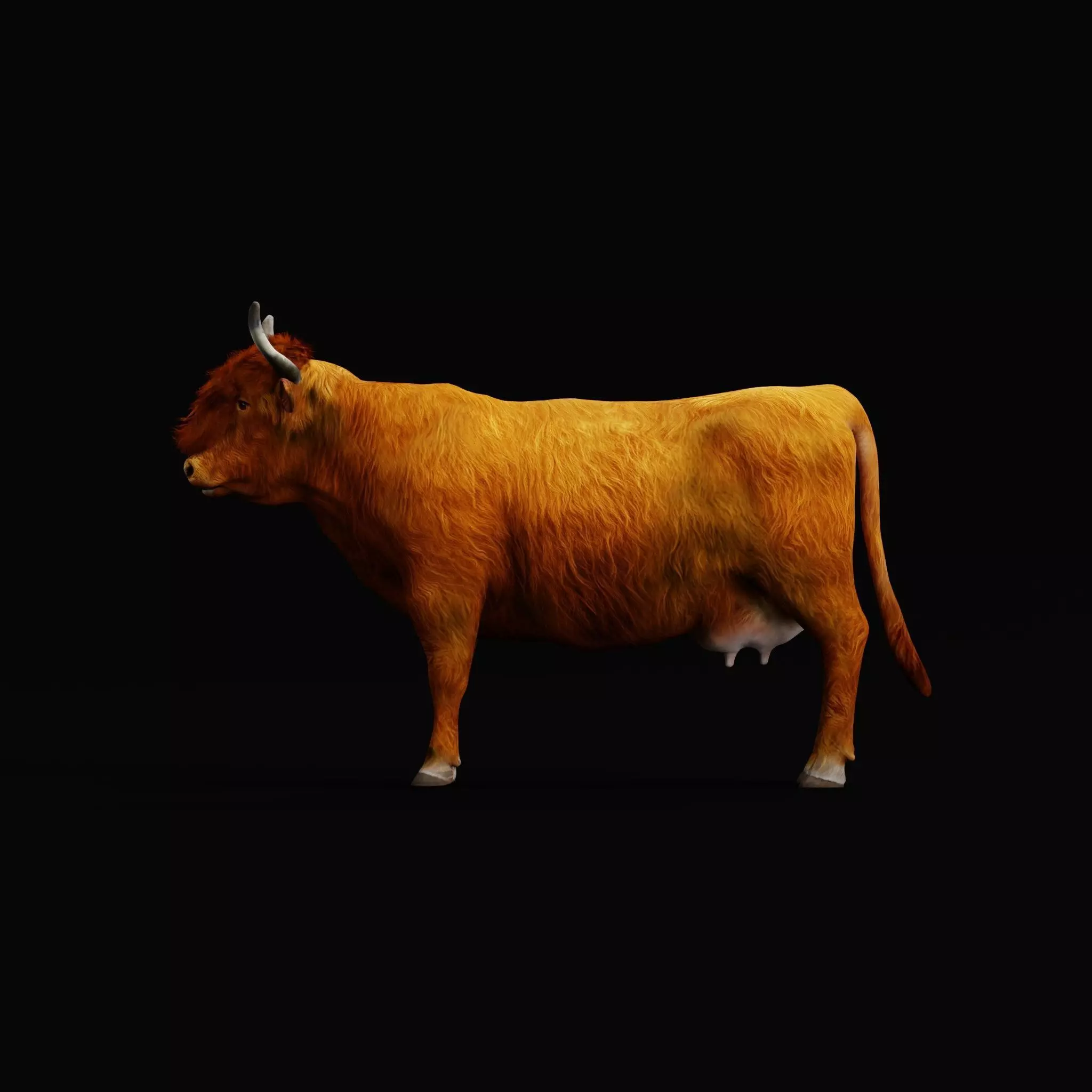 Highland Cattle Low-poly 3D model_13
