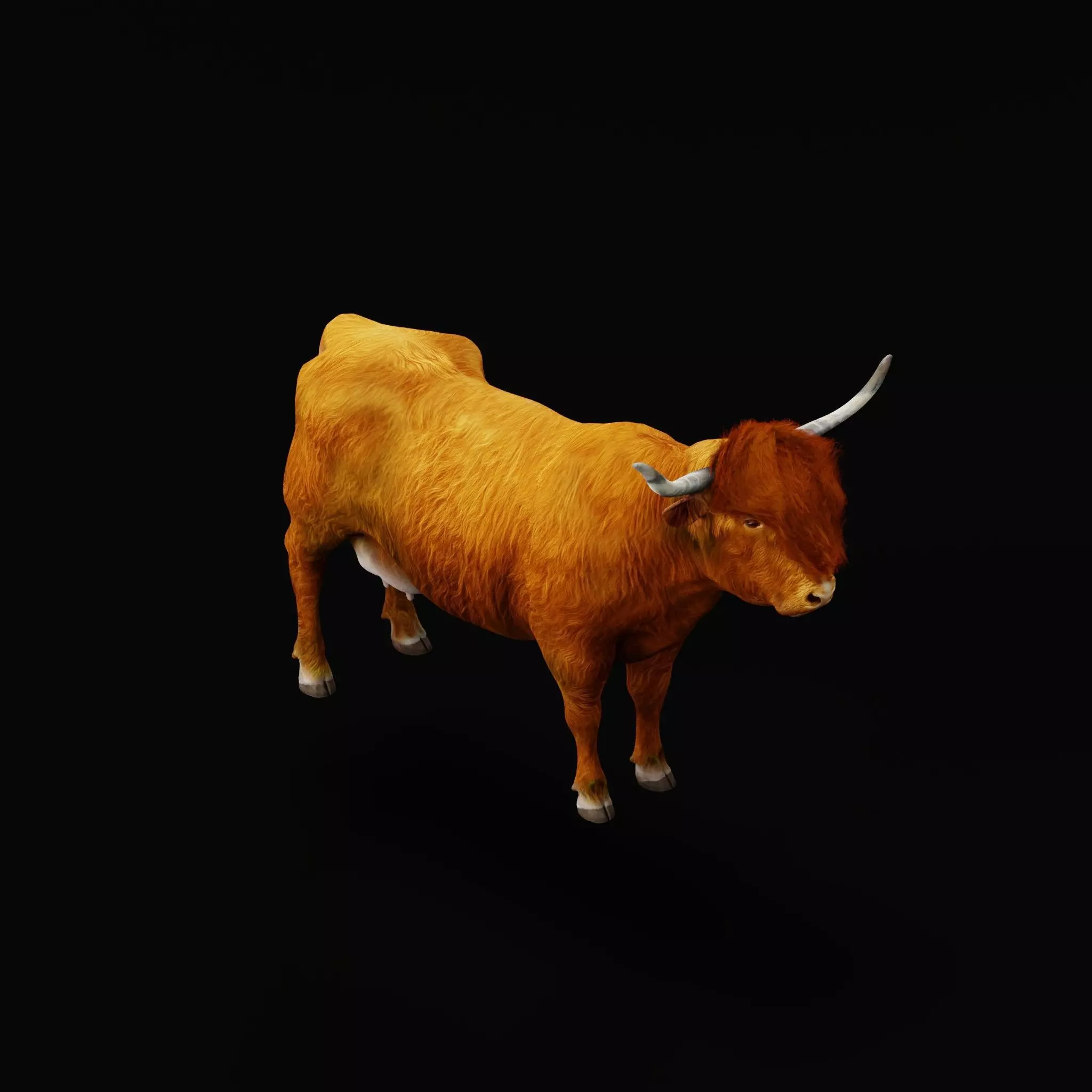 Highland Cattle Low-poly 3D model_12