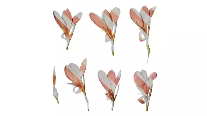 Anydrafts Canna indica Flower 06