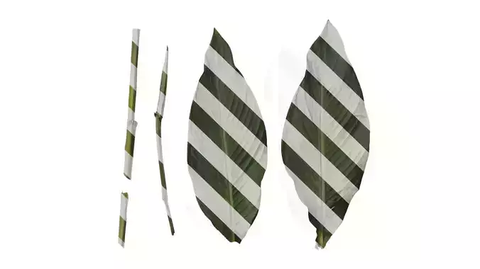 Anydrafts Canna indica Leaf 13