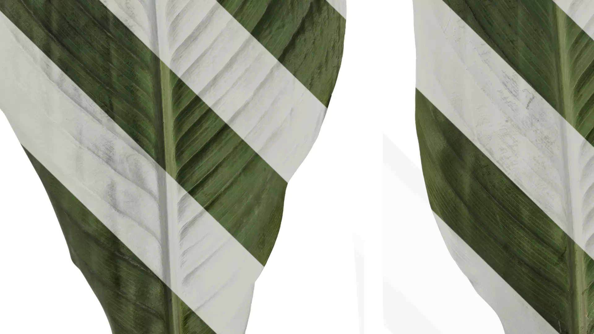 Anydrafts Canna indica Leaf 14 Texture_5