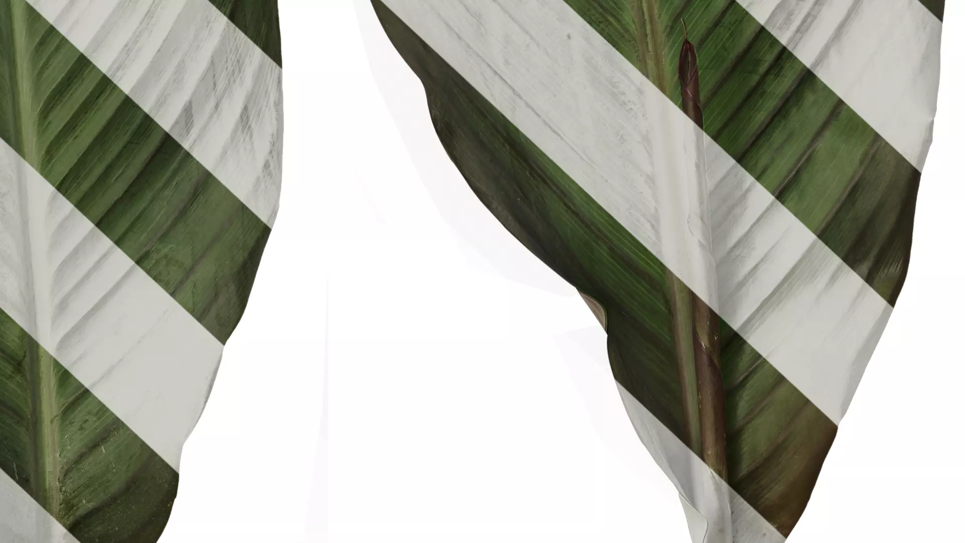 Anydrafts Canna indica Leaf 14 Texture_6