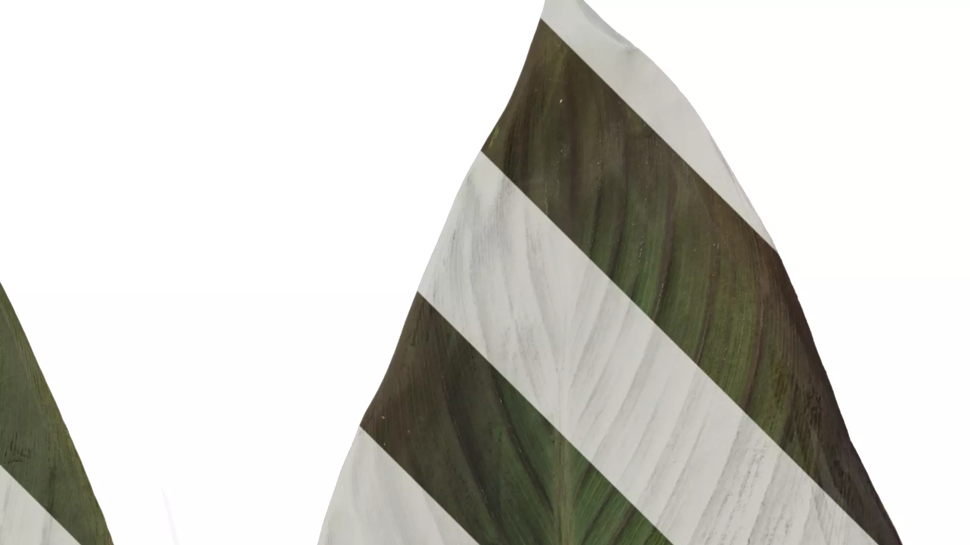 Anydrafts Canna indica Leaf 14 Texture_2