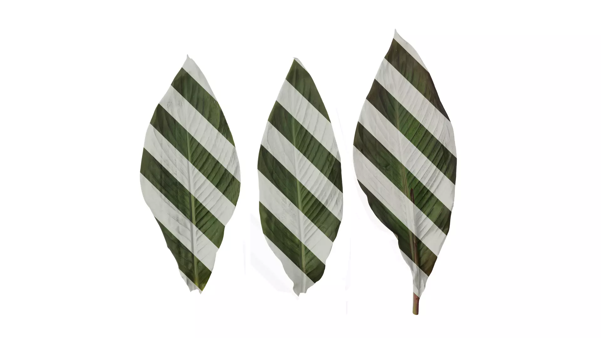 Anydrafts Canna indica Leaf 14 Texture_0