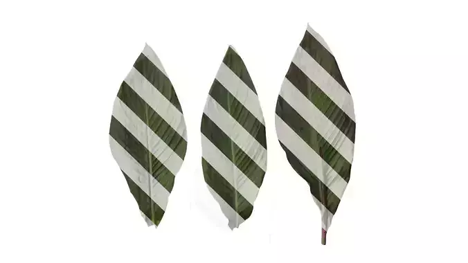 Anydrafts Canna indica Leaf 14