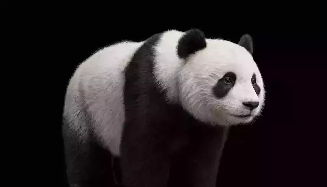 Panda Bear Rigged Animated 