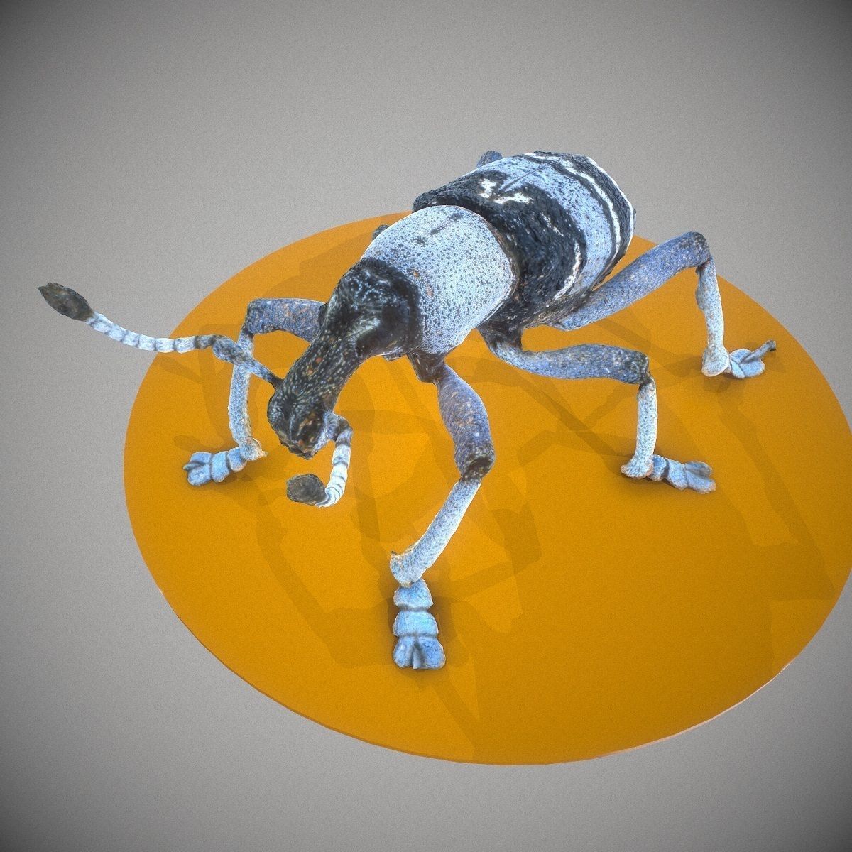 Beetle Eupholus Nickleri Weevil Low-poly 3D model_6