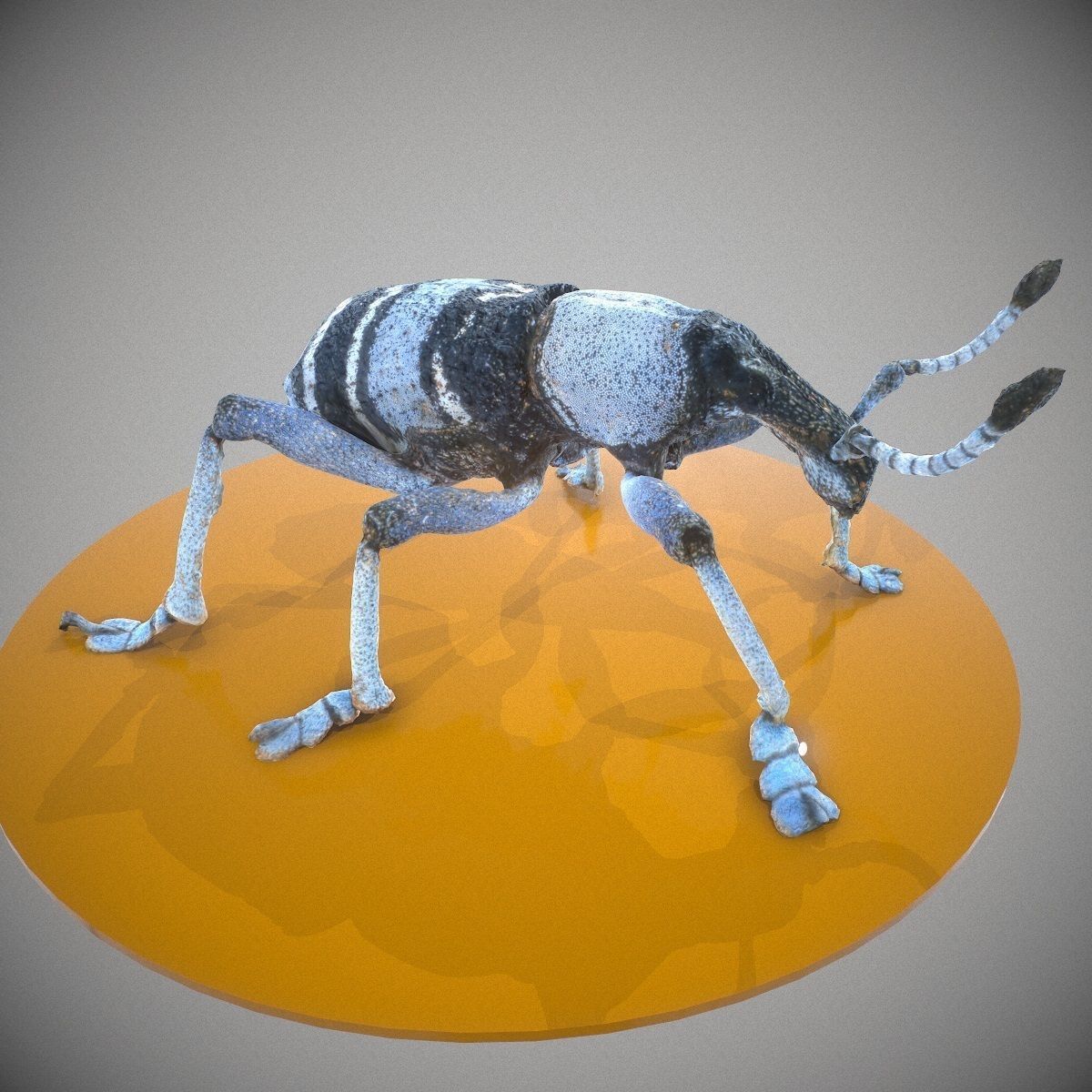 Beetle Eupholus Nickleri Weevil Low-poly 3D model_8