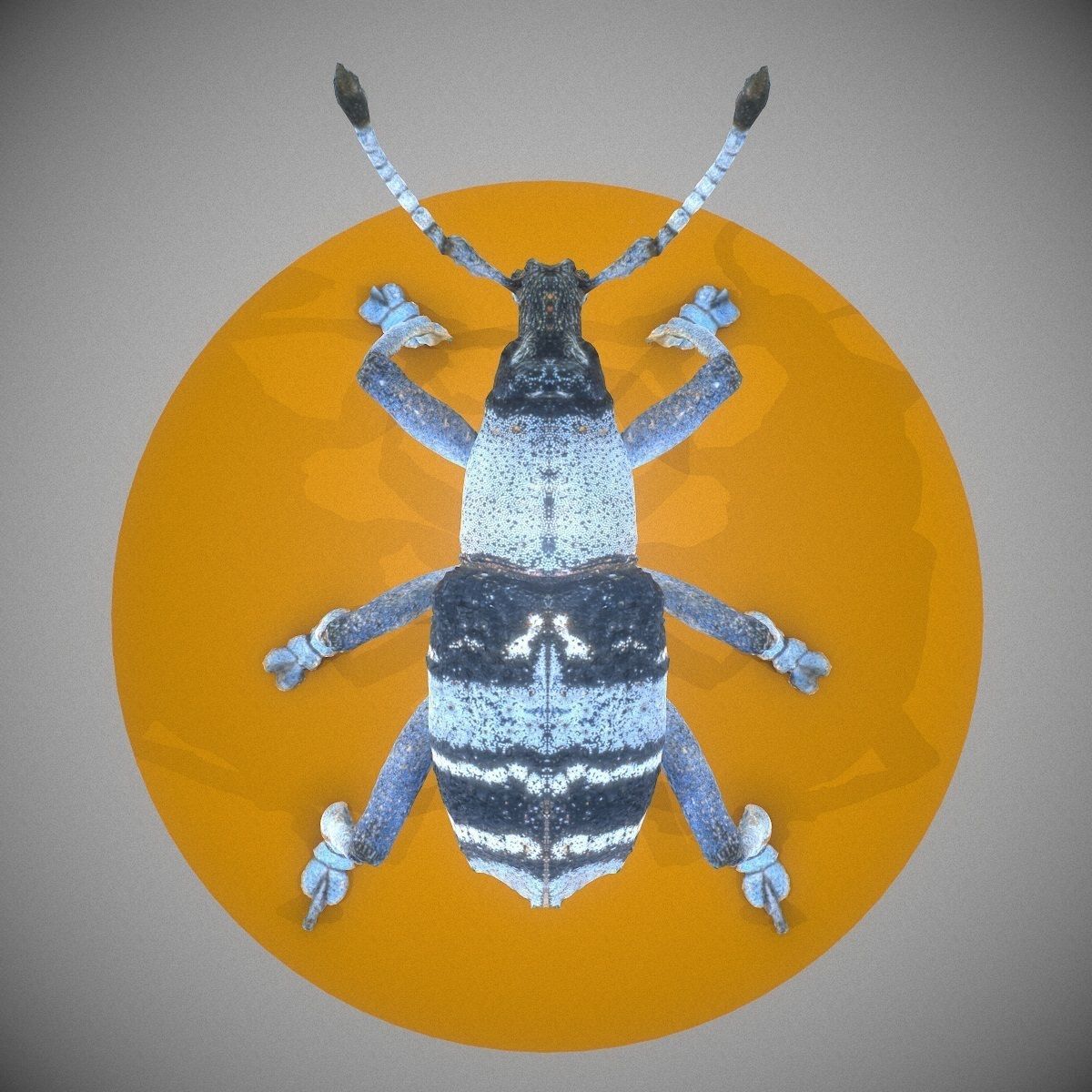 Beetle Eupholus Nickleri Weevil Low-poly 3D model_10