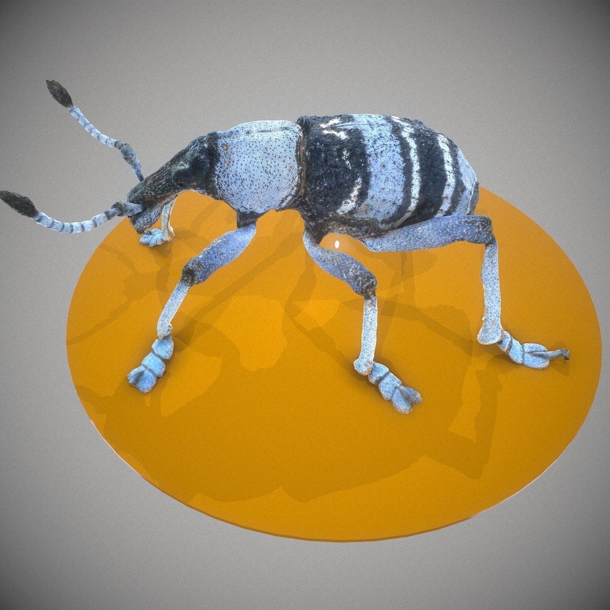 Beetle Eupholus Nickleri Weevil Low-poly 3D model_9