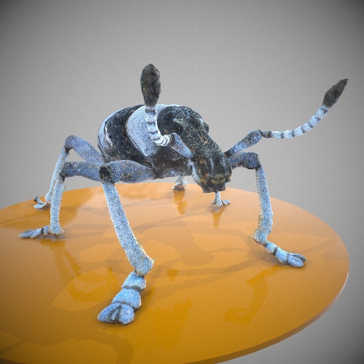 Beetle Eupholus Nickleri Weevil Low-poly 3D model_7