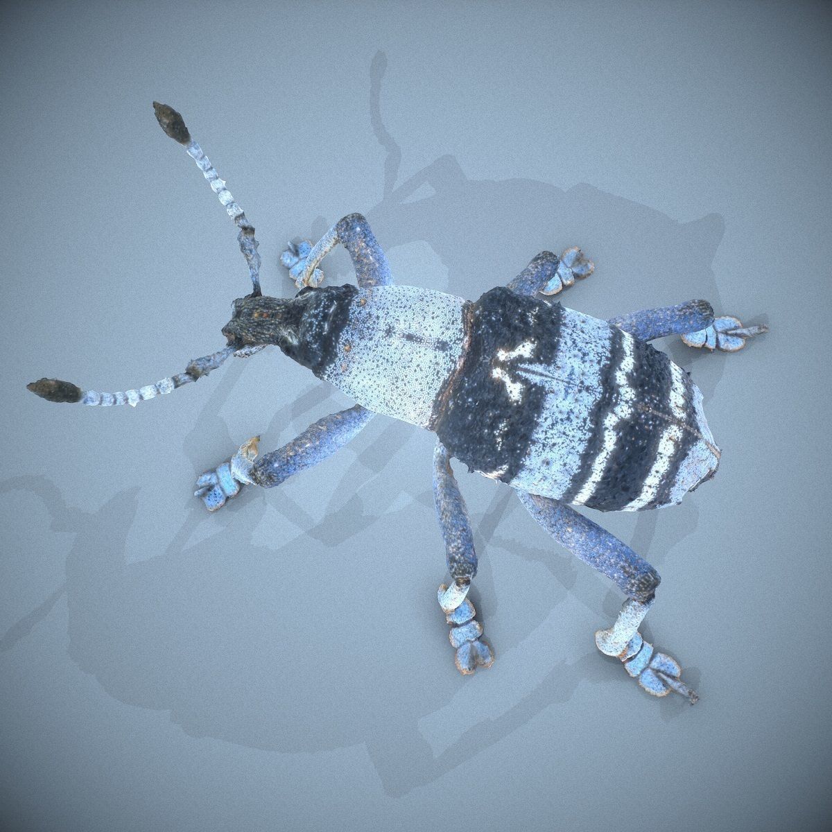 Beetle Eupholus Nickleri Weevil Low-poly 3D model_2