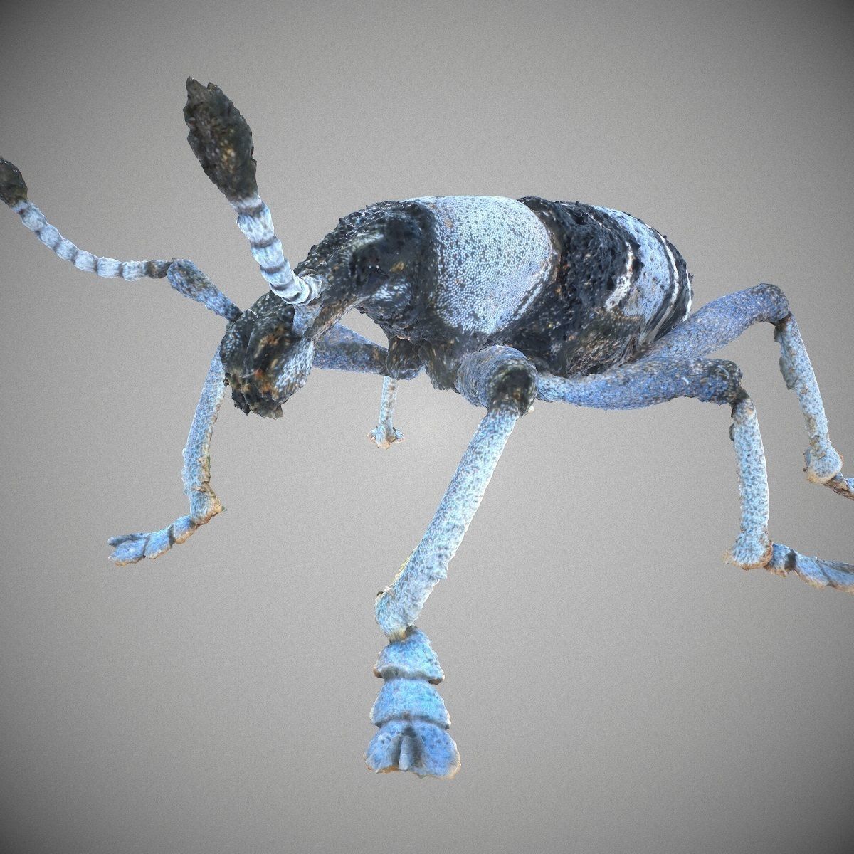 Beetle Eupholus Nickleri Weevil Low-poly 3D model_13