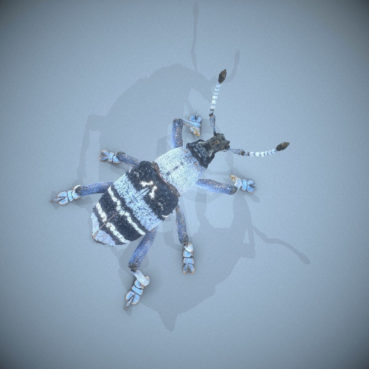 Beetle Eupholus Nickleri Weevil Low-poly 3D model_1