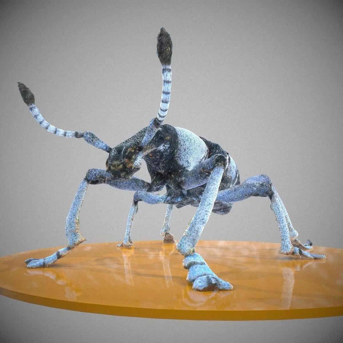 Beetle Eupholus Nickleri Weevil Low-poly 3D model_0