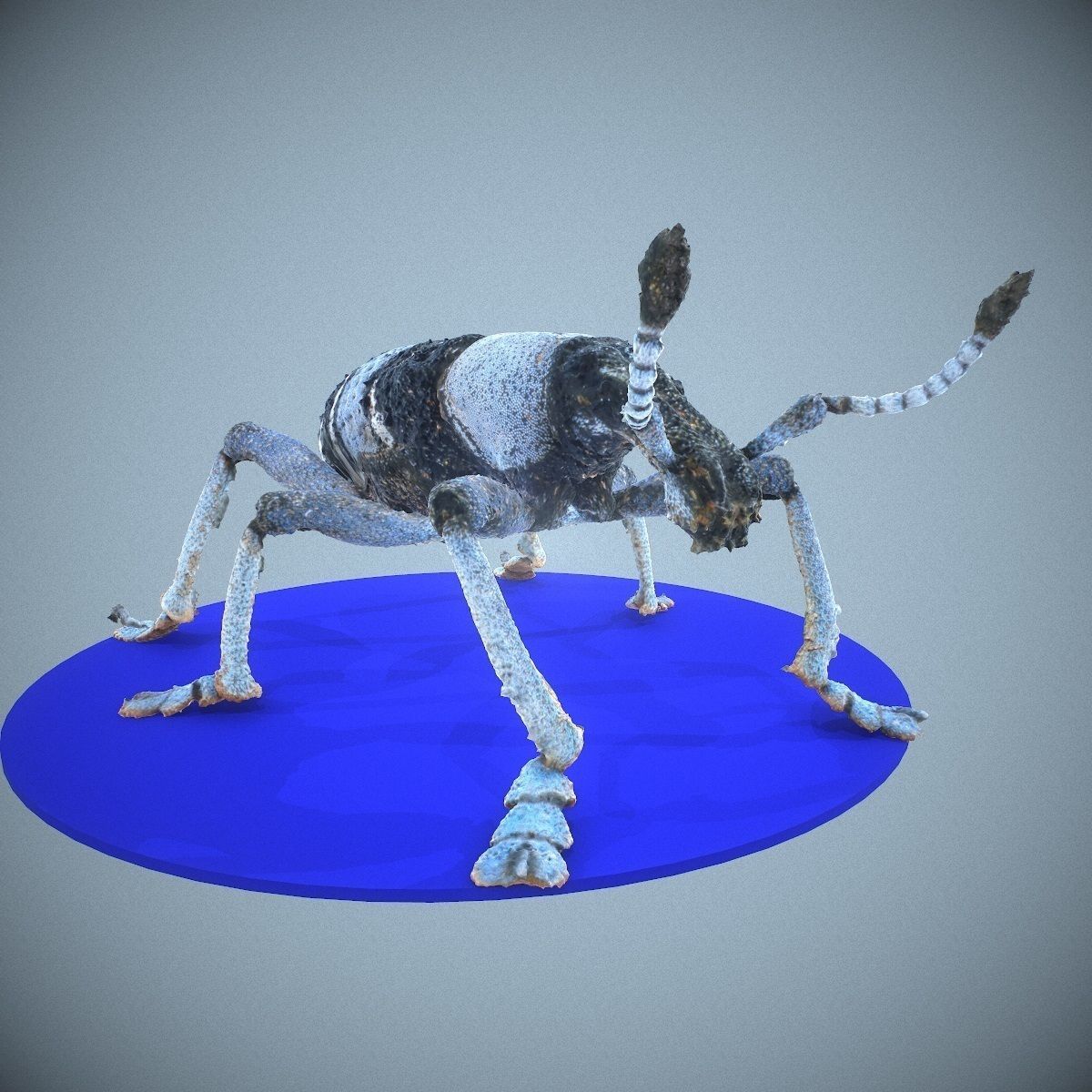 Beetle Eupholus Nickleri Weevil Low-poly 3D model_4