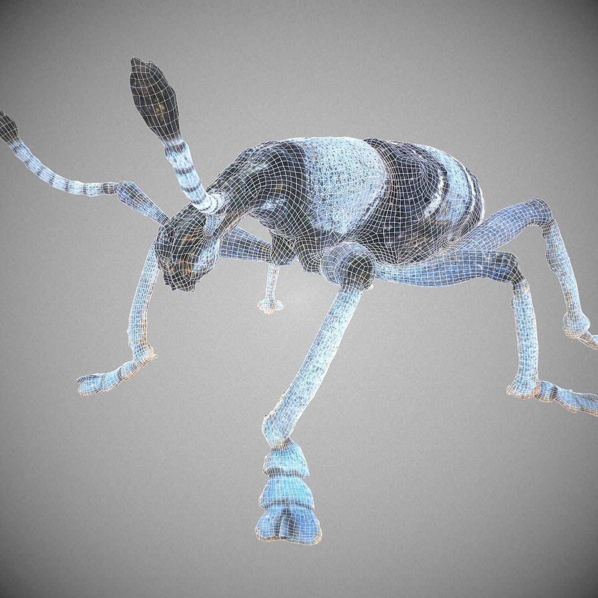 Beetle Eupholus Nickleri Weevil Low-poly 3D model_11