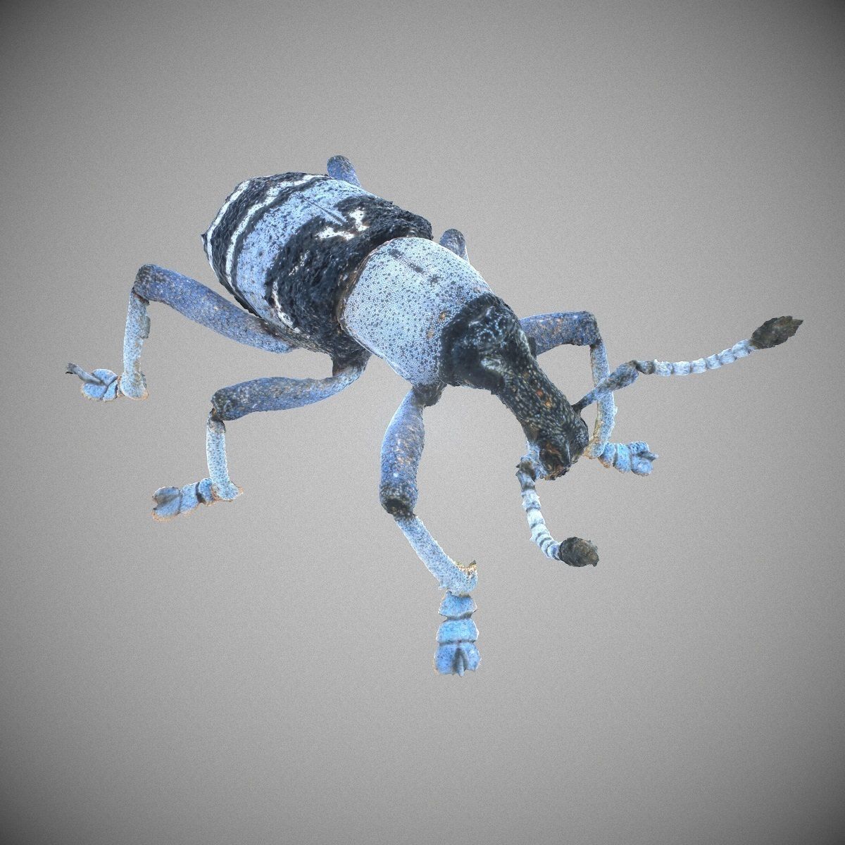 Beetle Eupholus Nickleri Weevil Low-poly 3D model_3