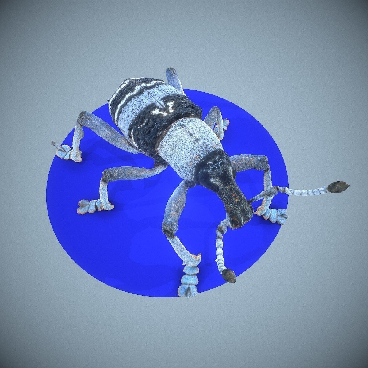 Beetle Eupholus Nickleri Weevil Low-poly 3D model_5