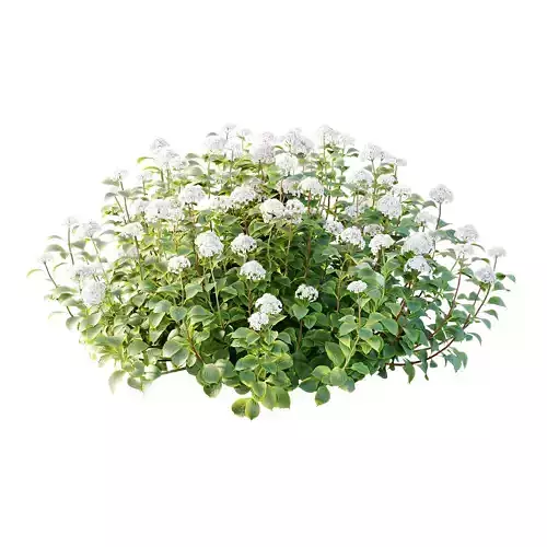 hydrangea arborescens Bush 07