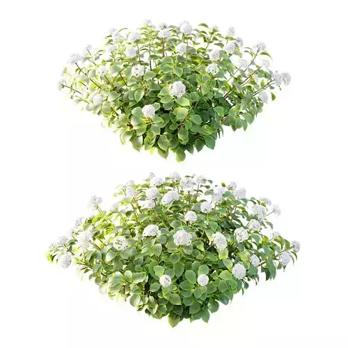 hydrangea arborescens Bush 08