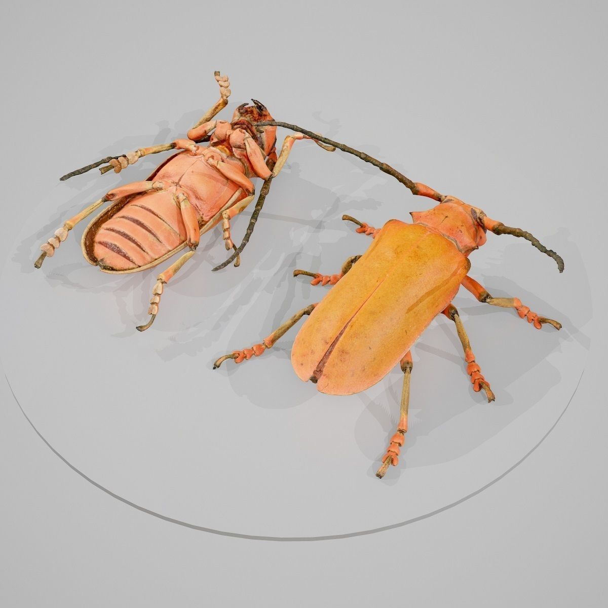 Longhorn Beetle Cerambycidae Joessi Sanguinolenta Low-poly 3D model_7