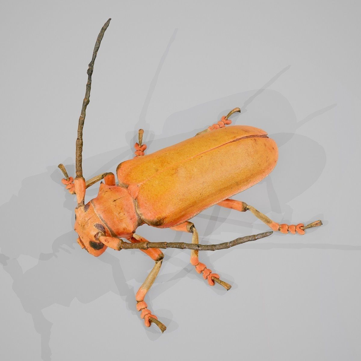 Longhorn Beetle Cerambycidae Joessi Sanguinolenta Low-poly 3D model_11