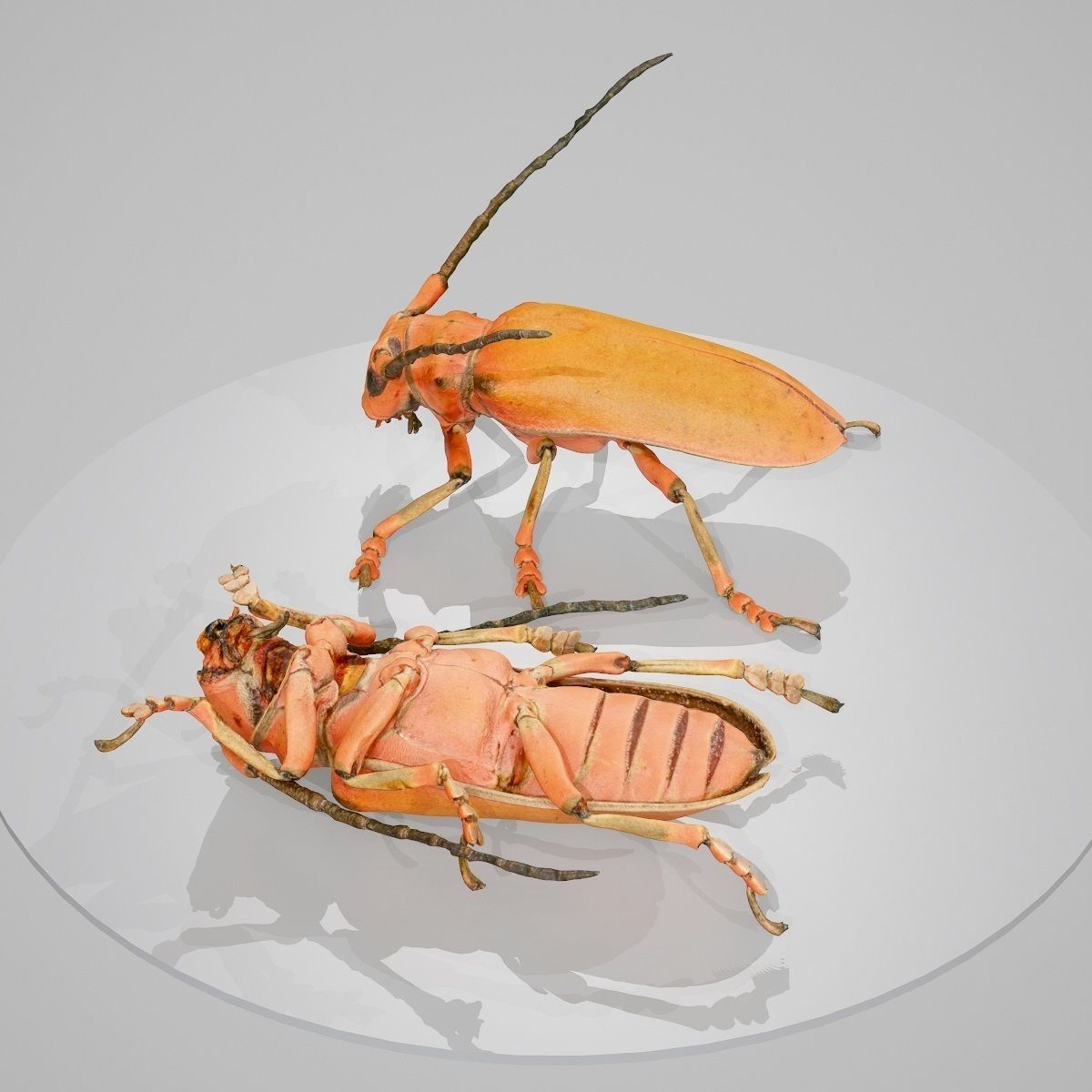 Longhorn Beetle Cerambycidae Joessi Sanguinolenta Low-poly 3D model_4