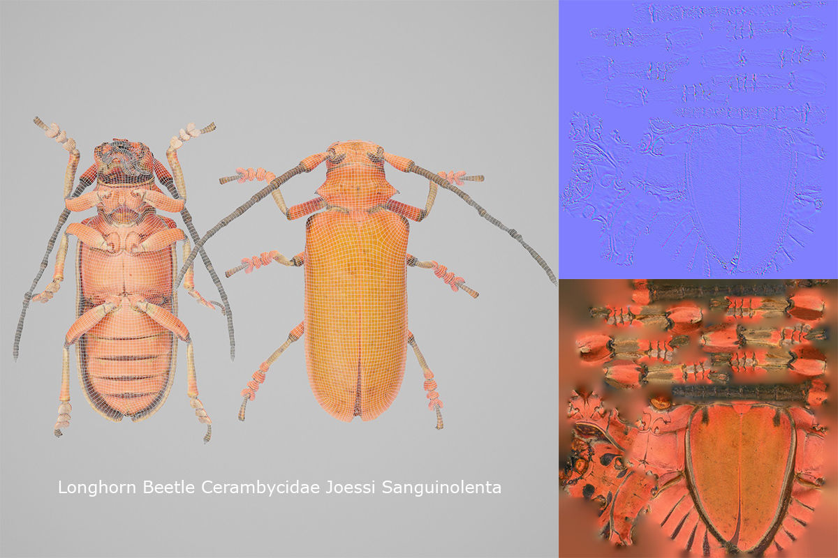 Longhorn Beetle Cerambycidae Joessi Sanguinolenta Low-poly 3D model_8