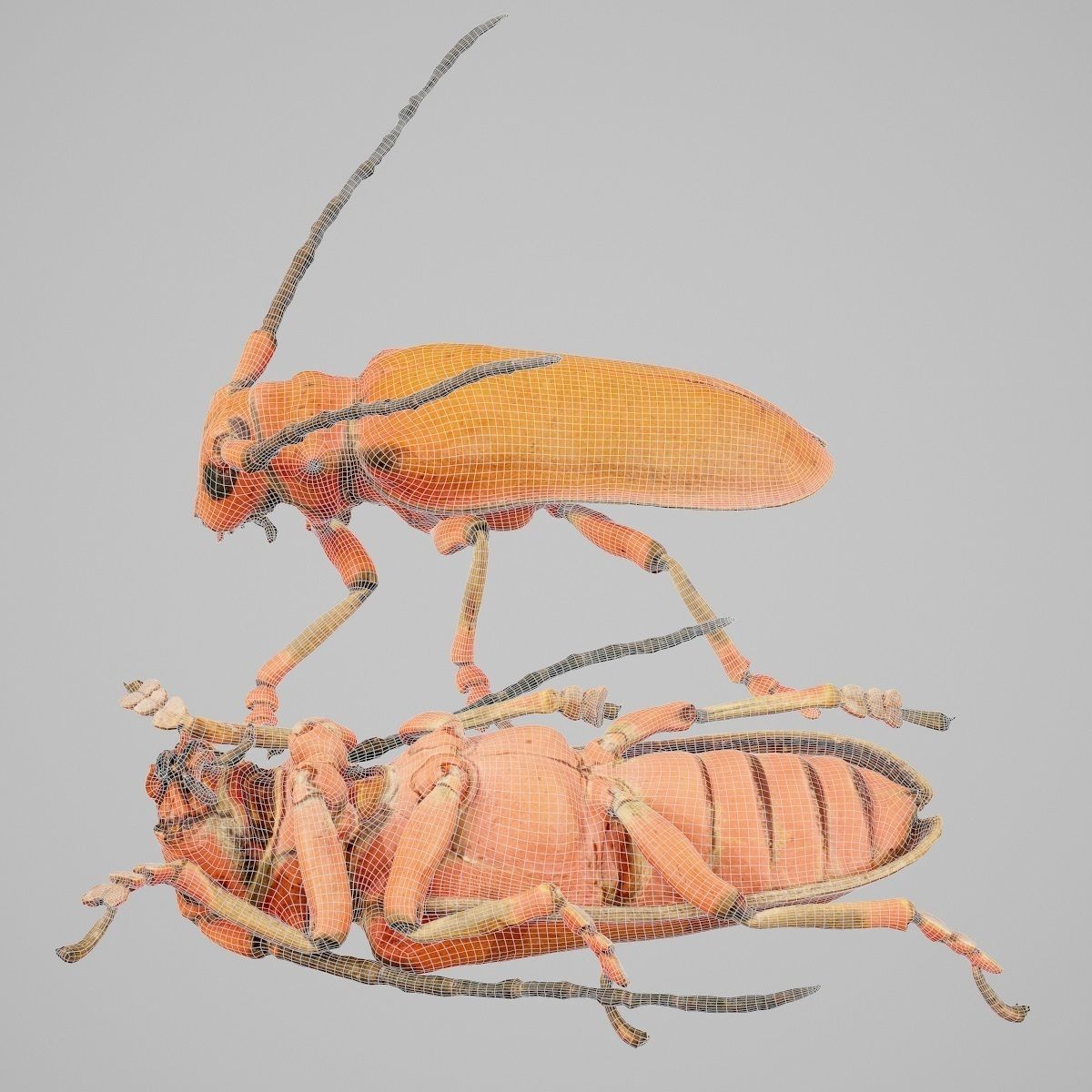 Longhorn Beetle Cerambycidae Joessi Sanguinolenta Low-poly 3D model_9