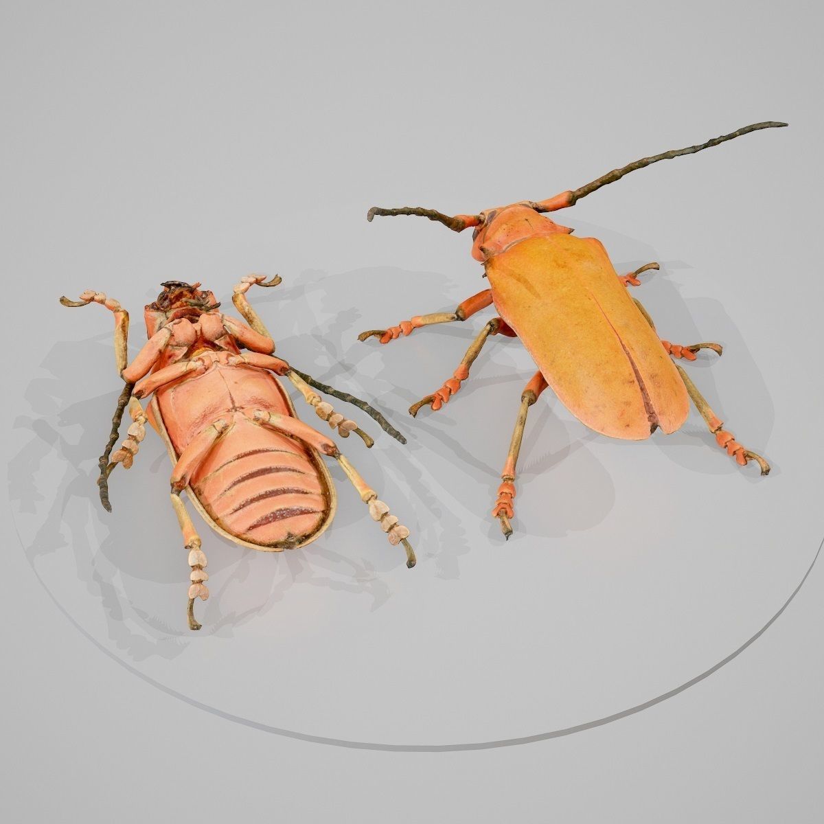 Longhorn Beetle Cerambycidae Joessi Sanguinolenta Low-poly 3D model_5