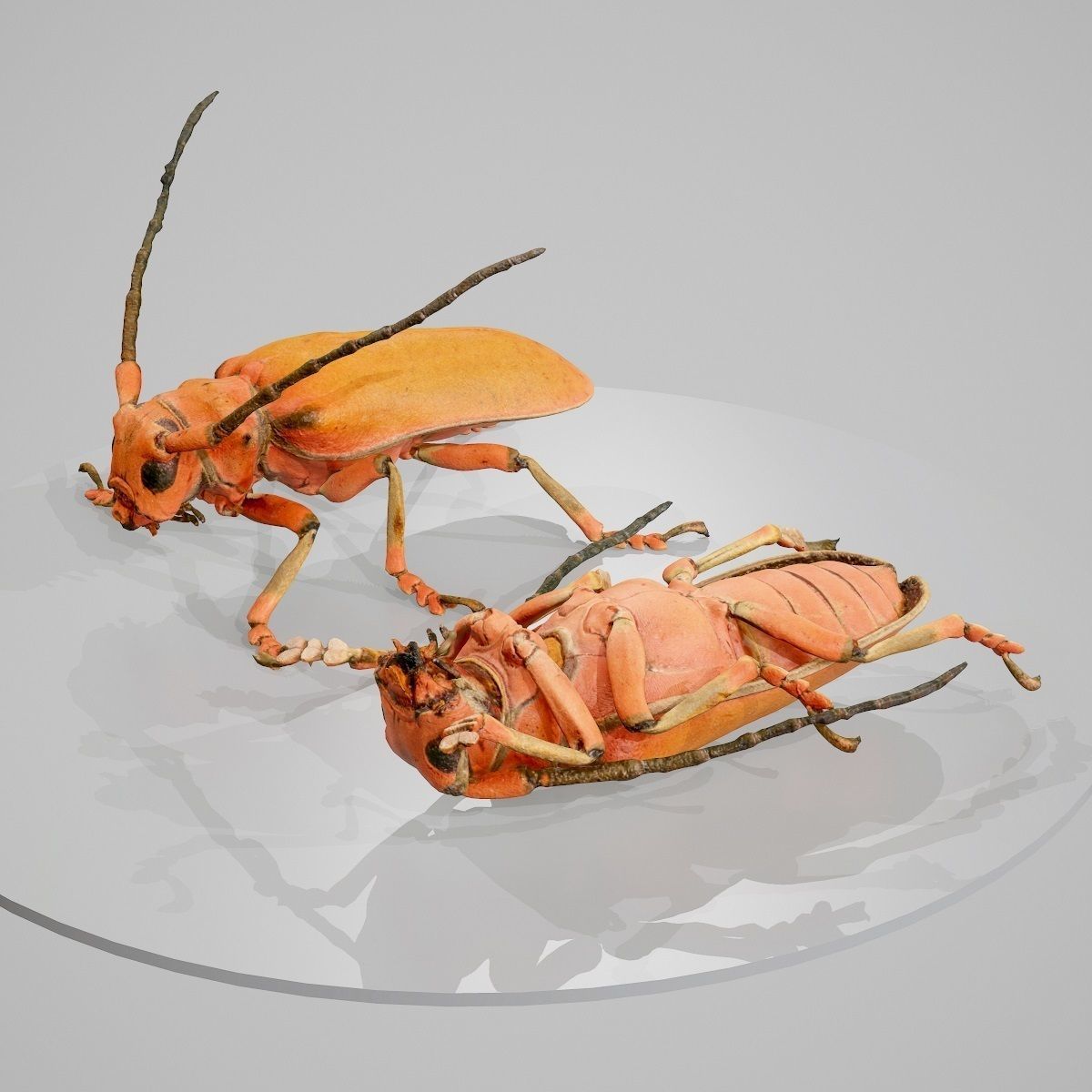 Longhorn Beetle Cerambycidae Joessi Sanguinolenta Low-poly 3D model_3