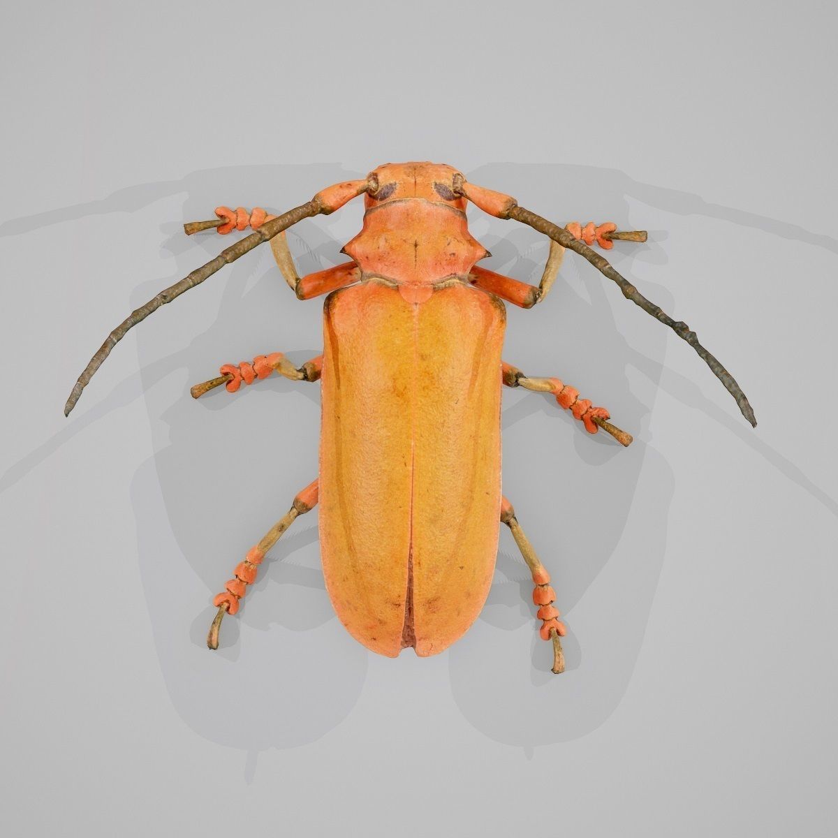 Longhorn Beetle Cerambycidae Joessi Sanguinolenta Low-poly 3D model_1