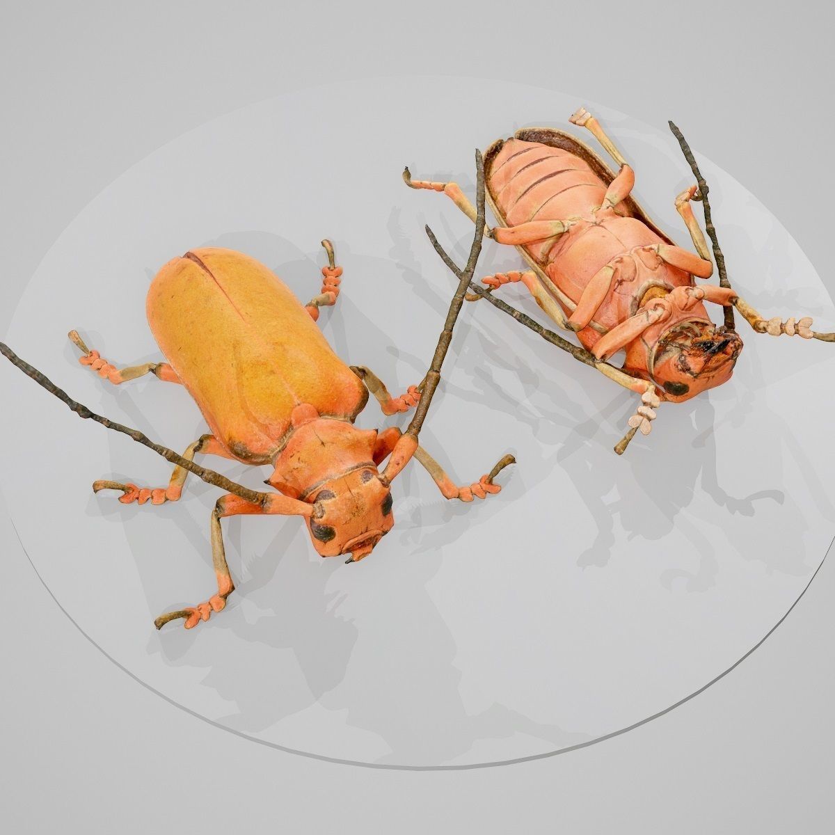 Longhorn Beetle Cerambycidae Joessi Sanguinolenta Low-poly 3D model_6