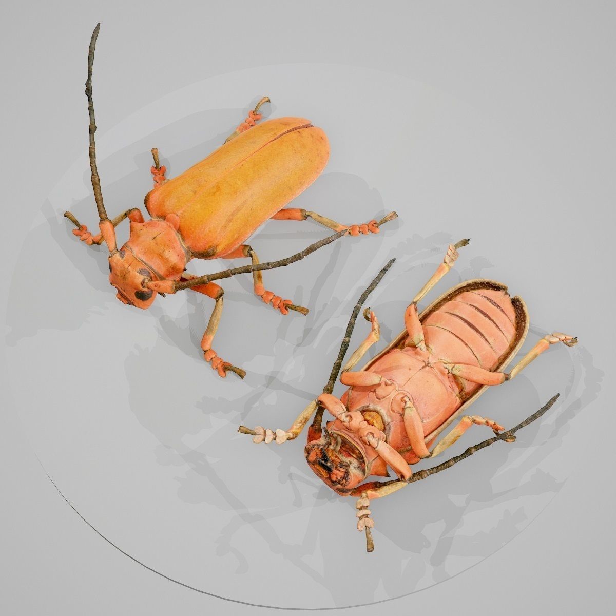 Longhorn Beetle Cerambycidae Joessi Sanguinolenta Low-poly 3D model_2