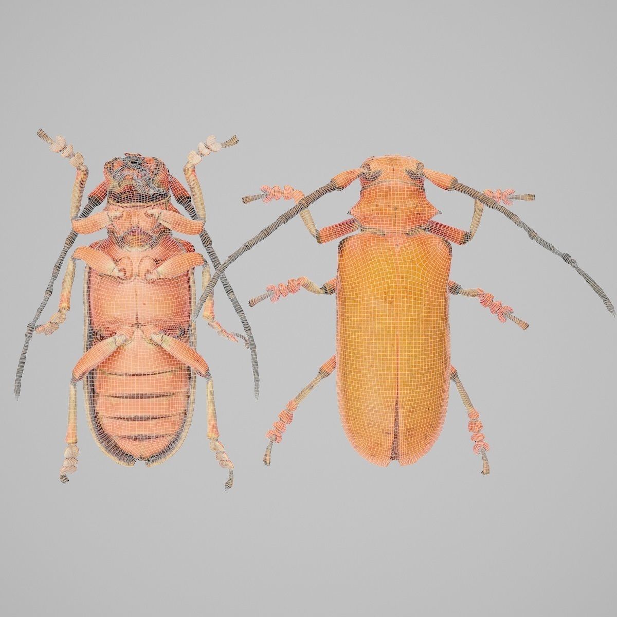 Longhorn Beetle Cerambycidae Joessi Sanguinolenta Low-poly 3D model_10
