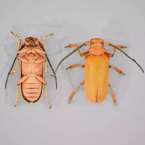 Longhorn Beetle Cerambycidae Joessi Sanguinolenta Low-poly 3D model