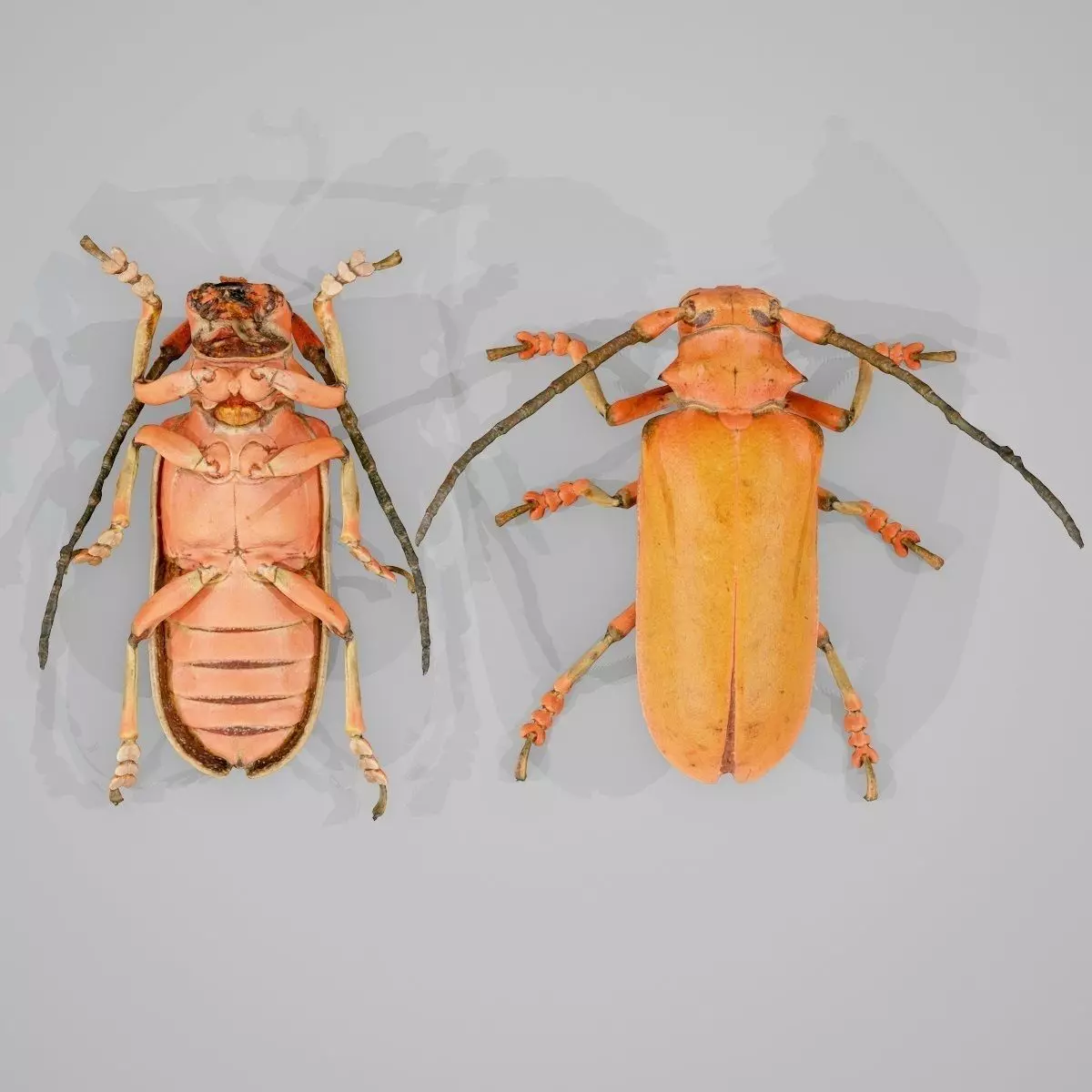 Longhorn Beetle Cerambycidae Joessi Sanguinolenta Low-poly 3D model_0
