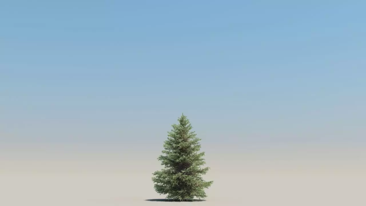 picea pungens low poly Low-poly 3D model_1