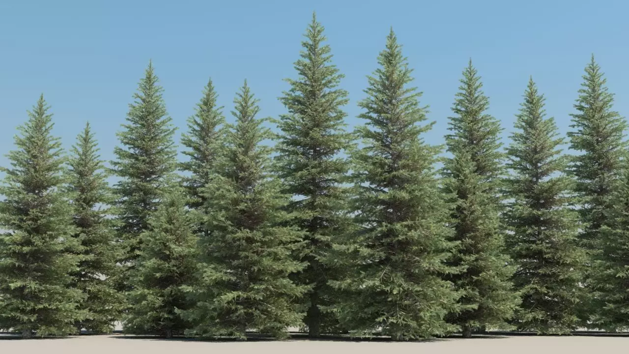 picea pungens low poly Low-poly 3D model_0