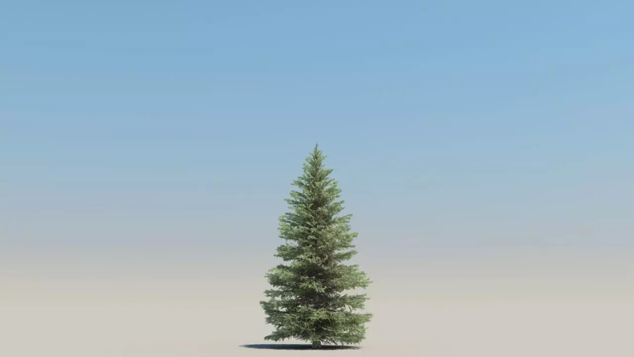 picea pungens low poly Low-poly 3D model_2