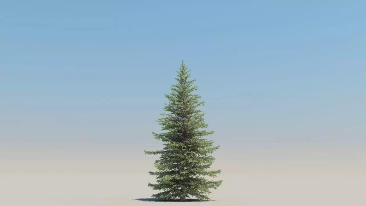 picea pungens low poly Low-poly 3D model_3