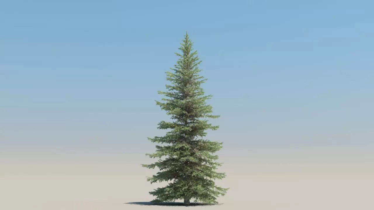 picea pungens low poly Low-poly 3D model_4