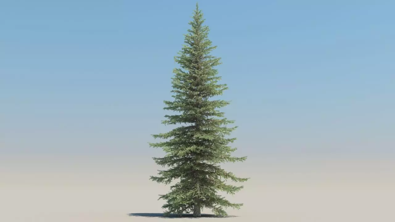 picea pungens low poly Low-poly 3D model_5
