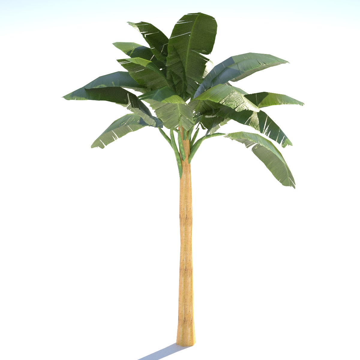 Banana Tree - 02 low poly Low-poly 3D model_3