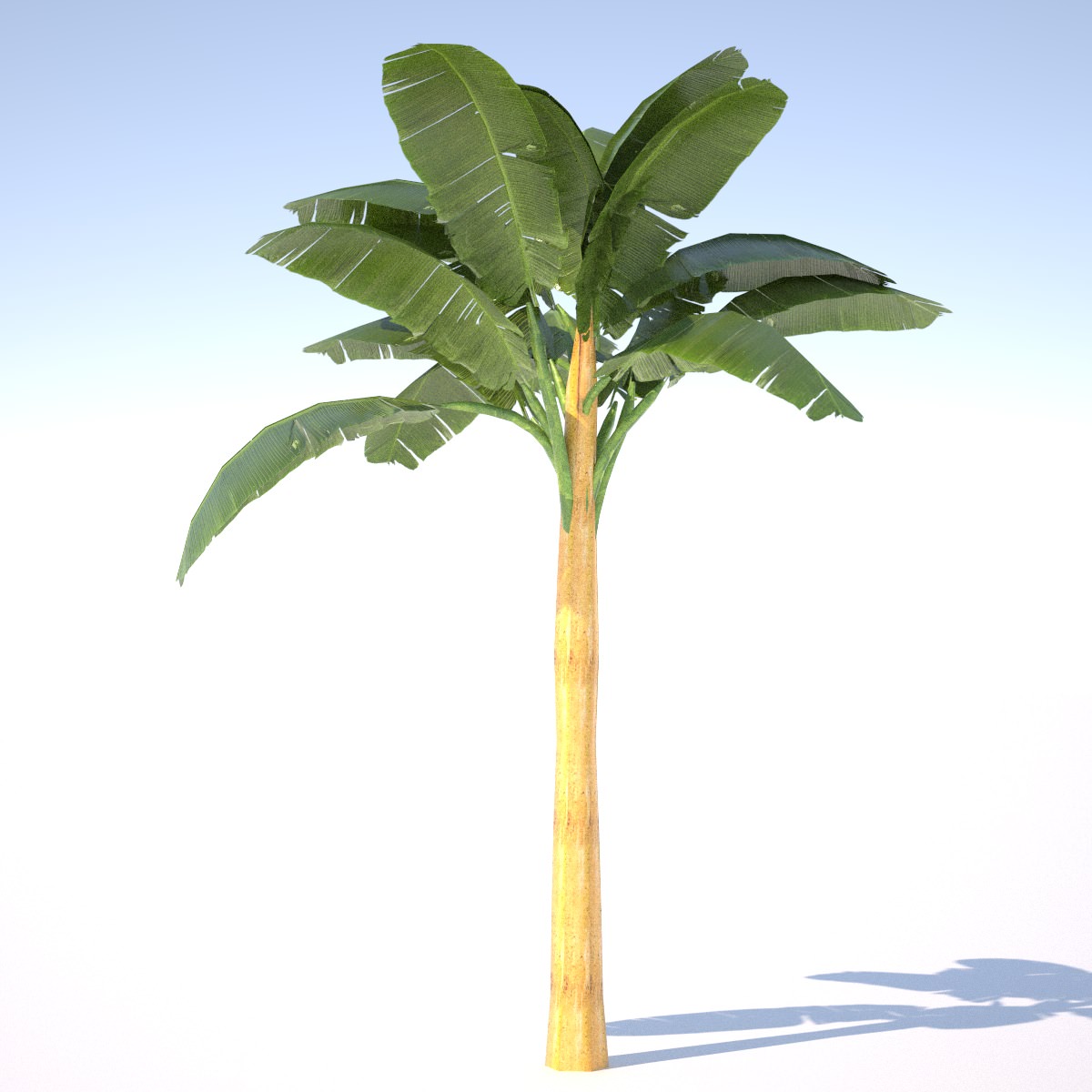 Banana Tree - 02 low poly Low-poly 3D model_2