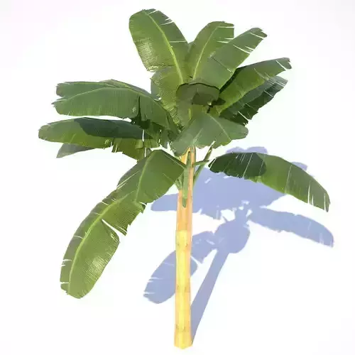 Banana Tree - 02 low poly Low-poly 3D model